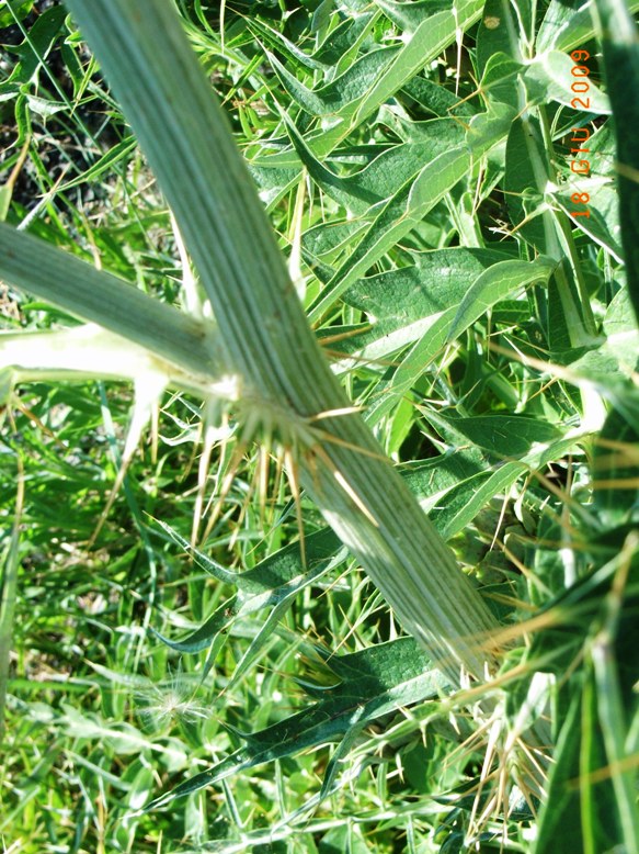 Cynara cardunculus s.l.